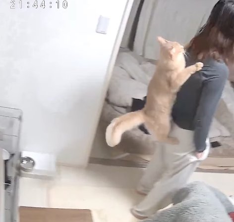 飼い主の背中に張り付いている猫