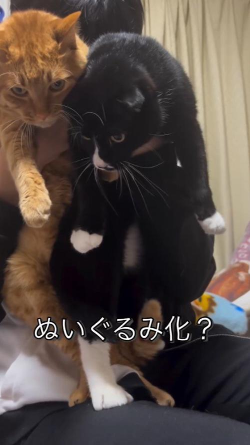男の子に抱きしめられる2匹の猫