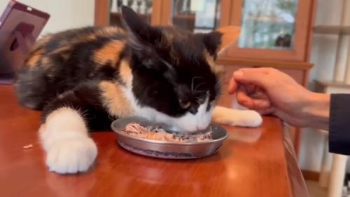 ごはんを食べる猫