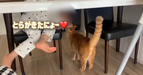 茶トラが子どもに寄っていく