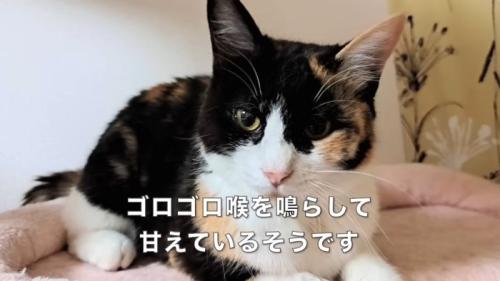 座ってカメラを見る猫