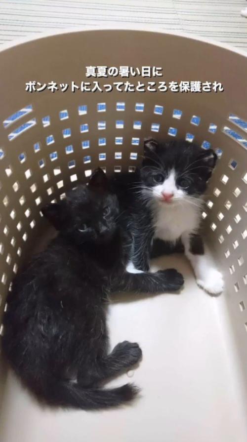 ペットキャリーの中に入った2匹の子猫