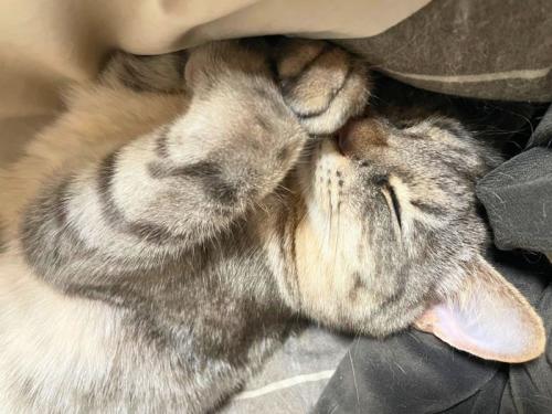 顔の前で手をクロスにしている猫