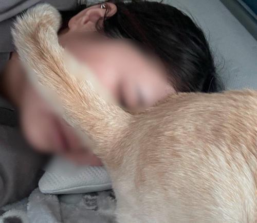 顔に猫のお尻をくっつけられている女性