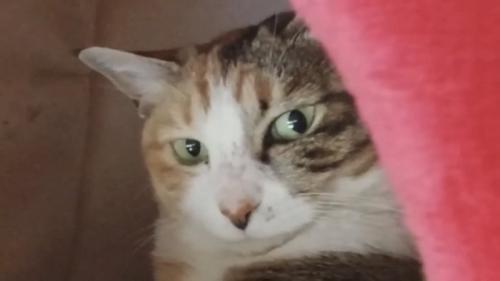 猫の顔アップの写真