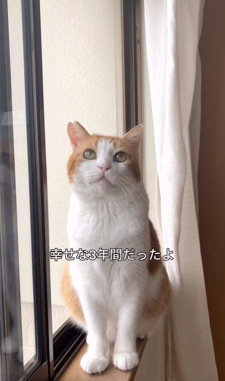窓際に座っている猫