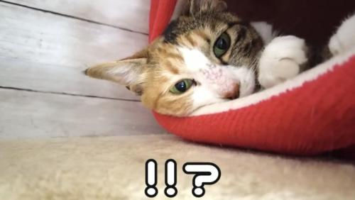 「!!?」のテロップ写真