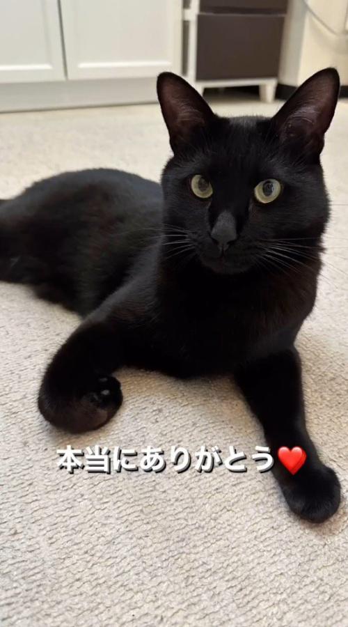床に座って飼い主を見つめる猫
