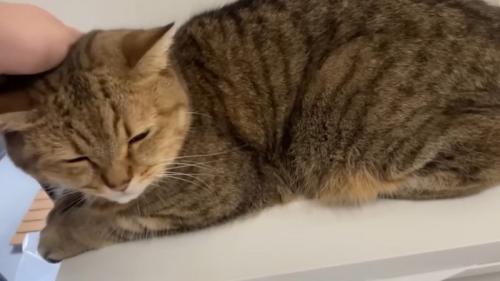撫でられている猫
