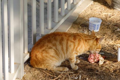 肉をむさぼる猫