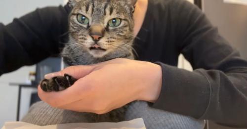 キジ猫