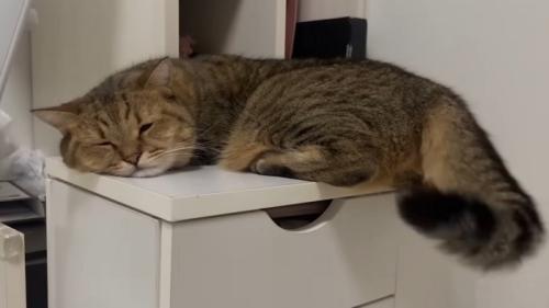 ゴミ箱の上で寝始める猫