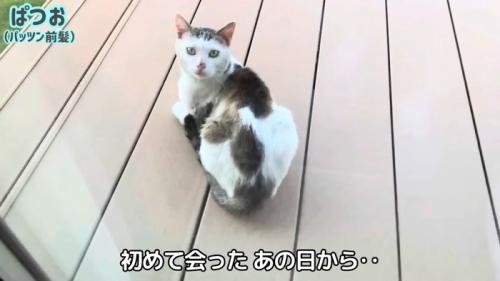 振り向く猫