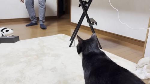 猫の後頭部