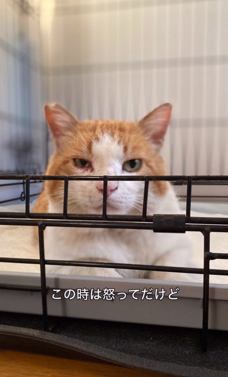 こちらを見つめる猫