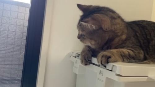 外を真剣な表情で見つめる猫の横顔