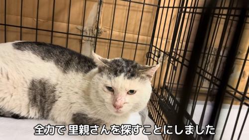 ケージの中にいる猫