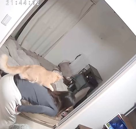 前屈みになっている飼い主の背中に乗っている猫