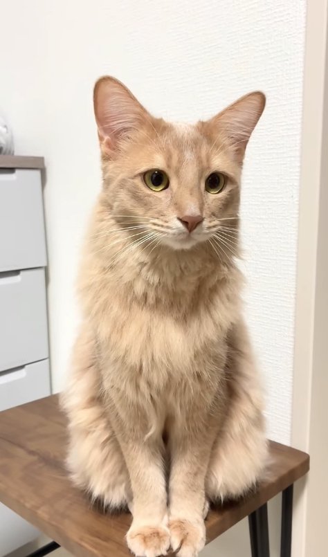 台の上でお座りをしている猫