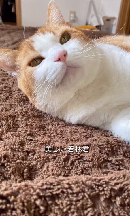 寝転がる猫