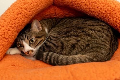 ベッドでくつろぐキジ白猫