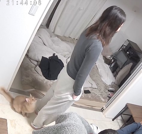飼い主の肩のあたりをしゃがみ込んで見つめている猫