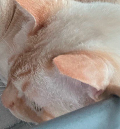 飼い主の傍に座る猫の顔