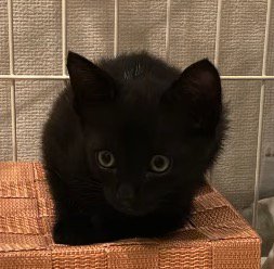 真っ黒な毛の子猫
