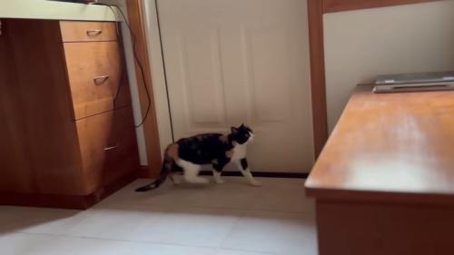 ドアの前を歩く猫
