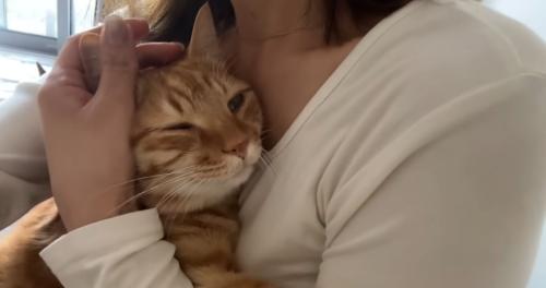 抱っこされて撫でられる猫