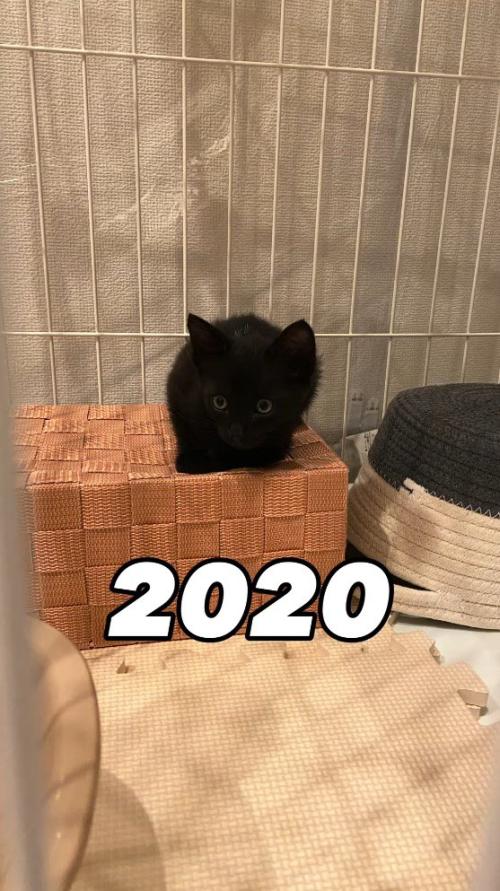 箱の上に乗る子猫