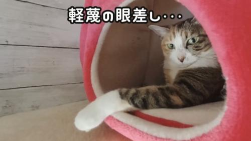 「軽蔑の眼差し...」のテロップ写真