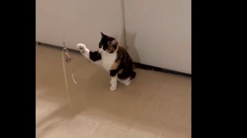 おもちゃに前足を伸ばす猫