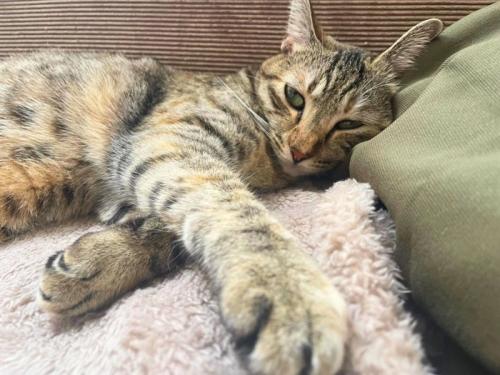 体の前で手をクロスにしている猫