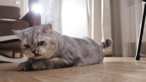 紐をかじる猫