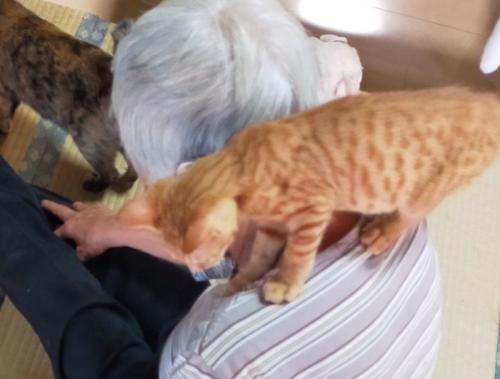 肩に乗る猫