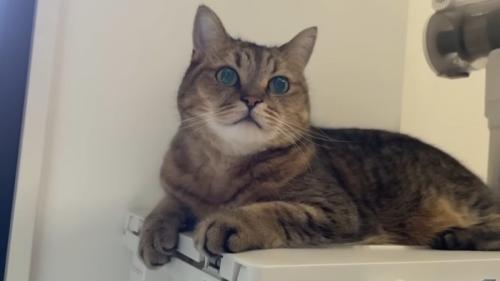 座ったまま体を起こし飼い主をじっとみる猫