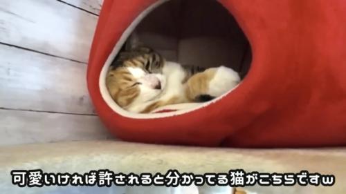 「可愛ければ...」のテロップ写真