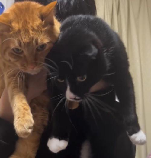 男の子に抱っこされて静かにしている2匹の猫