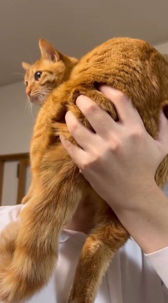 男の子に抱き上げられて周囲を見まわす茶トラ猫