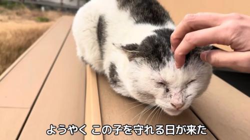 頭をなでられる猫