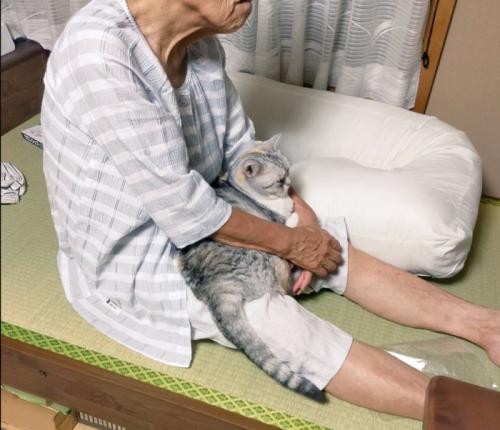 腕の中にいる猫