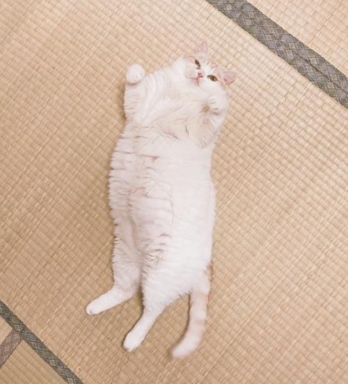 仰向けに寝転がる猫