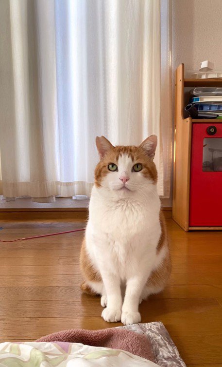 座っている猫