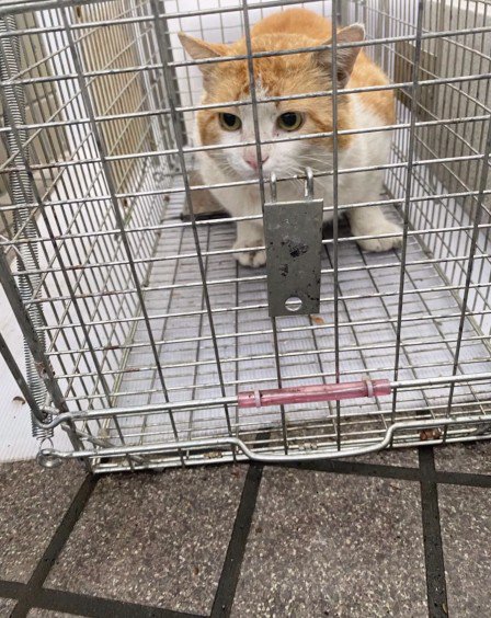 ケージの中の猫