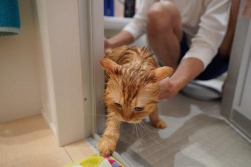 お風呂に入った猫