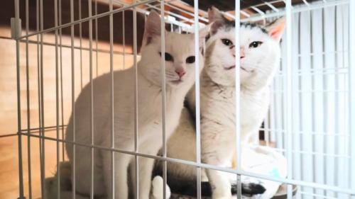 並んで座る2匹の猫