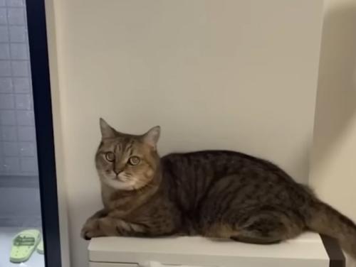 ゴミ箱の上に座って優しい表情で飼い主を見ている猫