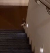 階段下で顔を出す猫（アップ）