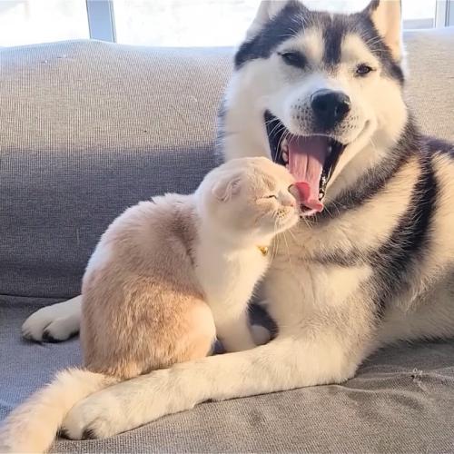 犬の下に顔をつける猫
